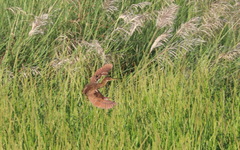 Ixobrychus cinnamomeus