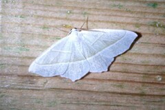 Campaea margaritaria