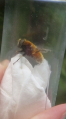 Eristalis intricaria