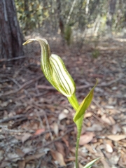 Pterostylis recurva