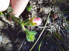 Adenandra
