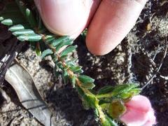 Adenandra