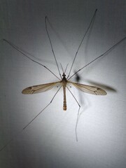 Tipula pierrei