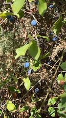 Prunus spinosa
