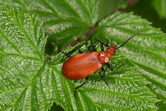 Pyrochroa serraticornis