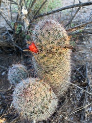 Mammillaria grahamii