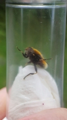 Eristalis intricaria