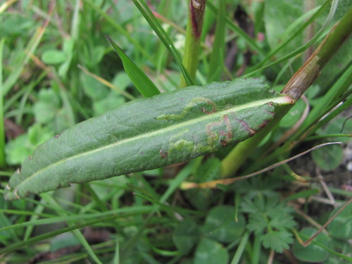 Agromyza polygoni