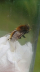 Eristalis intricaria