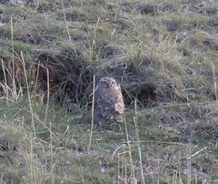 Athene noctua
