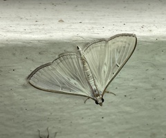 Spilomelinae