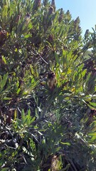 Protea lepidocarpodendron