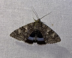 Catocala fraxini