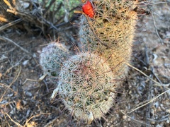 Mammillaria grahamii