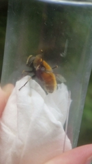 Eristalis intricaria
