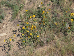 Helianthus petiolaris