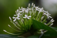 Ixora