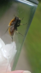 Eristalis intricaria