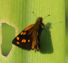 Metisella metis