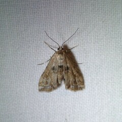 Cataclysta lemnata