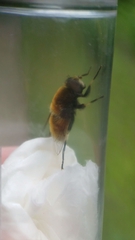 Eristalis intricaria