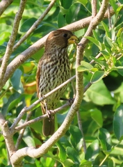 Amblyospiza albifrons