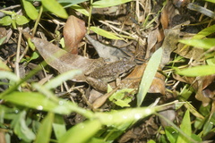 Limnonectes paramacrodon