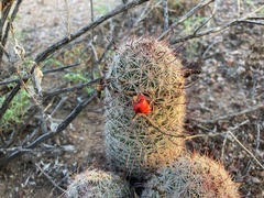 Mammillaria grahamii
