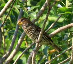 Amblyospiza albifrons