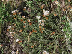 Erigeron caespitosus