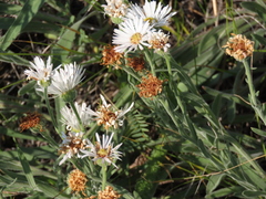 Erigeron caespitosus