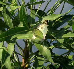 Protogoniomorpha parhassus