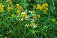 Oenantheae