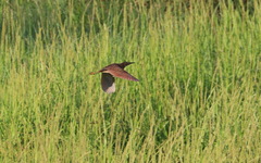 Ixobrychus cinnamomeus