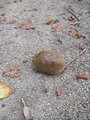 Terrapene carolina triunguis