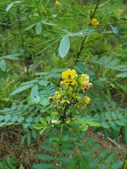 Senna marilandica