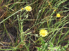 Crepis tectorum