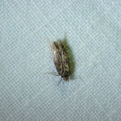 Bryotropha basaltinella