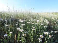 Erigeron caespitosus