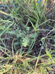 Phyllanthus polygonoides