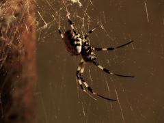 Nephilengys malabarensis