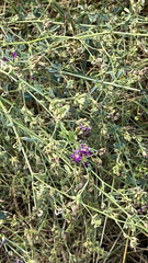 Medicago sativa