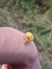 Cepaea