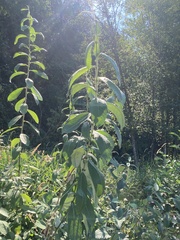 Salix sitchensis