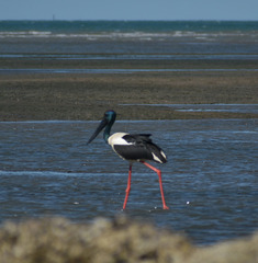 Ephippiorhynchus asiaticus