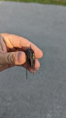 Neotibicen lyricen