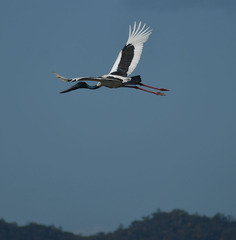 Ephippiorhynchus asiaticus