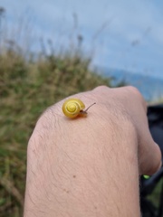 Cepaea