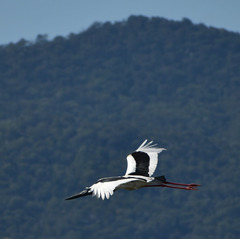 Ephippiorhynchus asiaticus