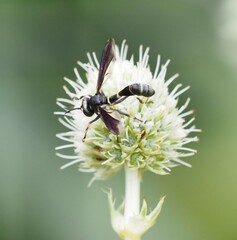 Physocephala tibialis